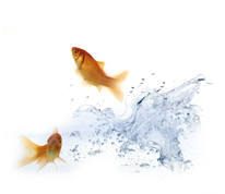 fische